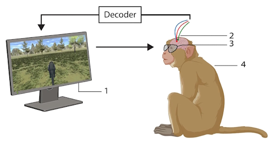Monkeys navigate virtual worlds using thought alone in new BCI study - ISPR